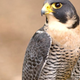 The sonofabitch, should-have-been-left-to-die-off falcon.